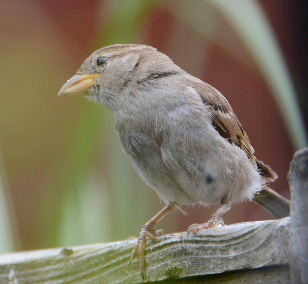 DSC_0247.jpg