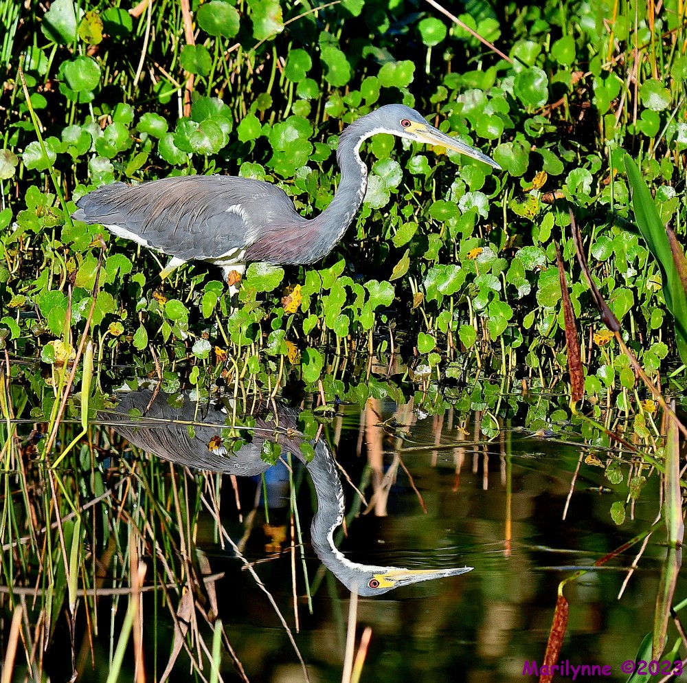 DSC_0247_001.JPG