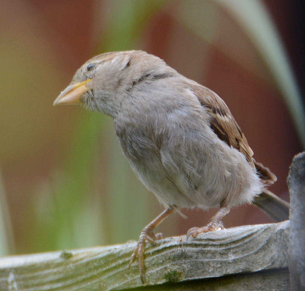 DSC_0248.jpg
