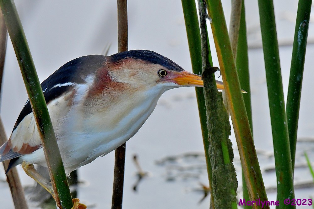 DSC_0248_001.JPG