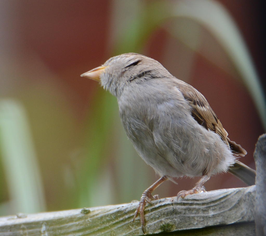 DSC_0249.jpg