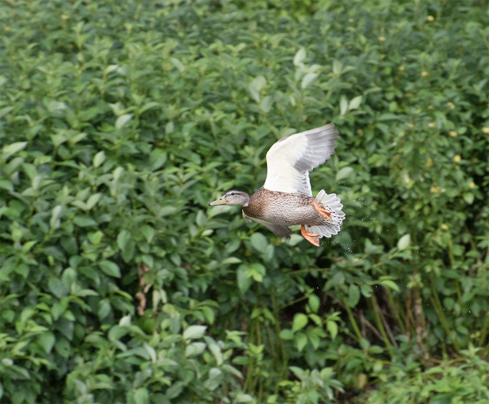 DSC_0249.jpg