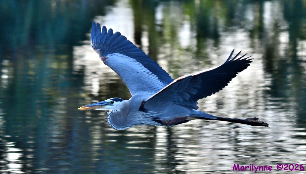 DSC_0249_001.JPG