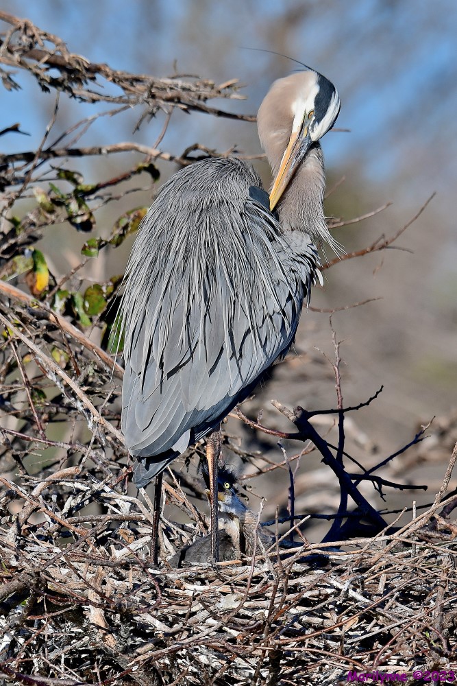 DSC_0250_001.JPG