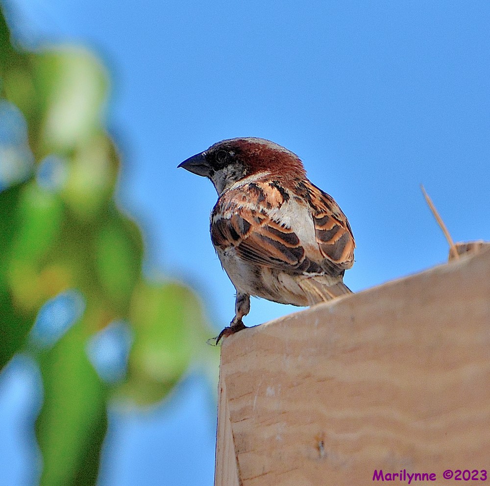DSC_0250_001.JPG