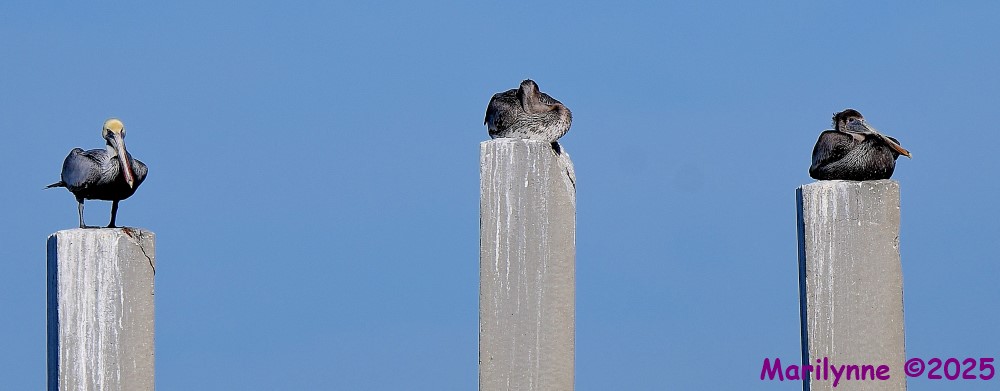 DSC_0250_001.JPG