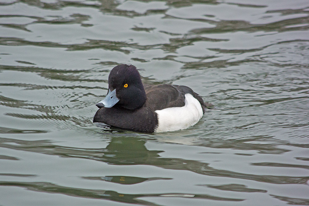 DSC_0251.jpg
