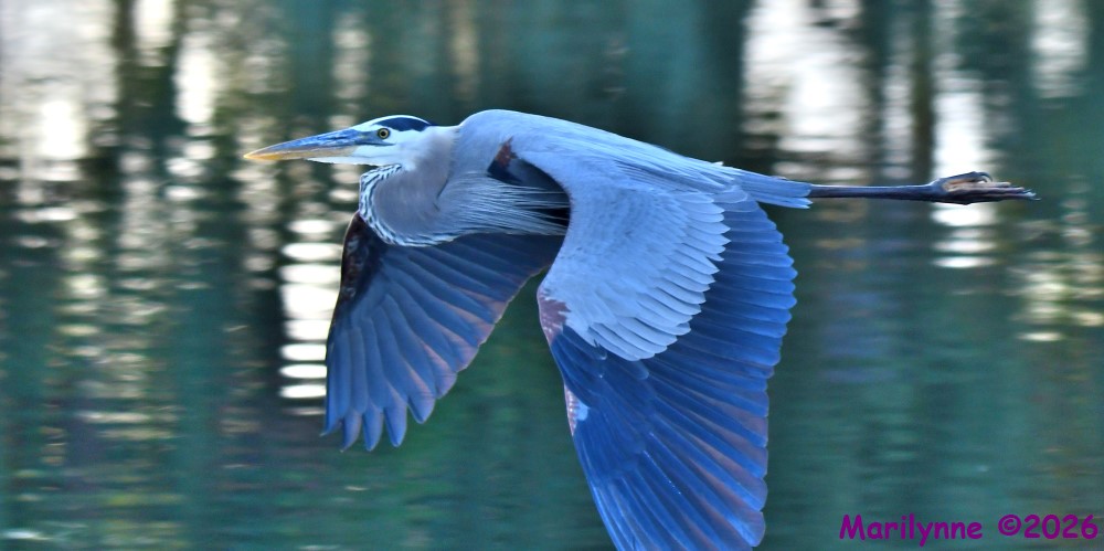 DSC_0251_001.JPG