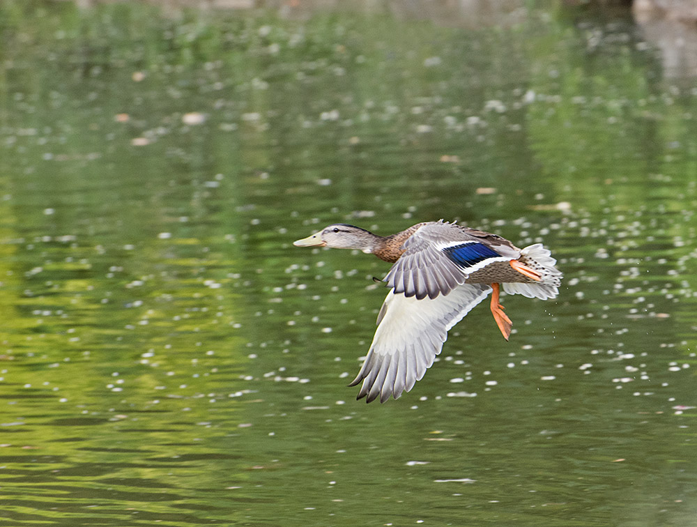 DSC_0252.jpg