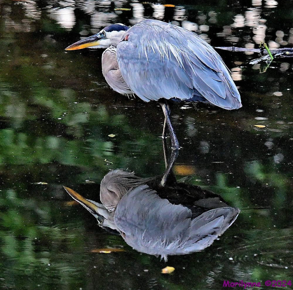 DSC_0253_001.JPG