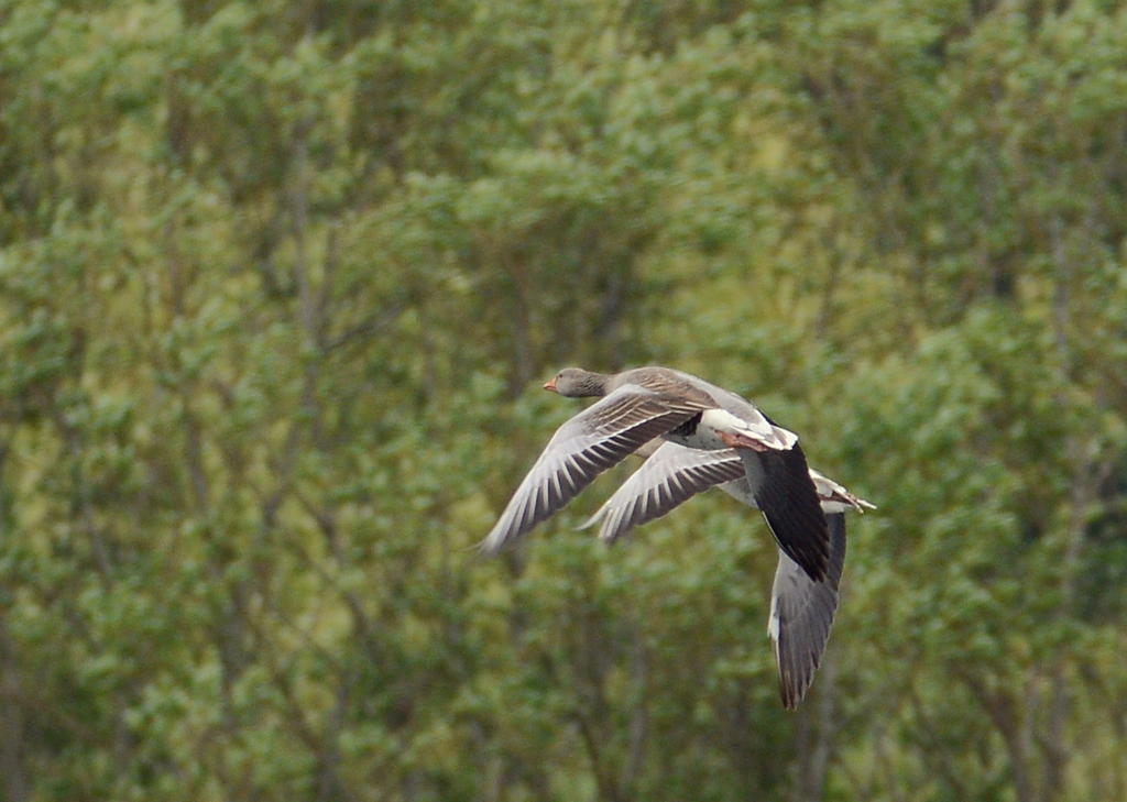 DSC_0254.jpg