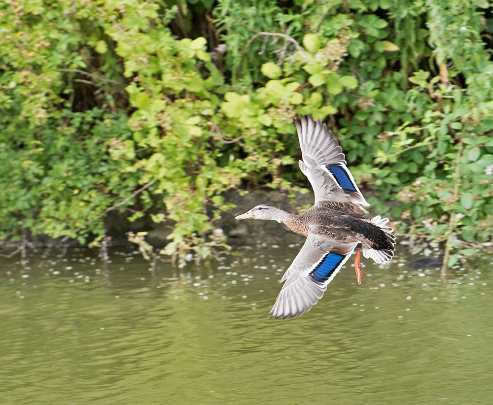 DSC_0254.jpg