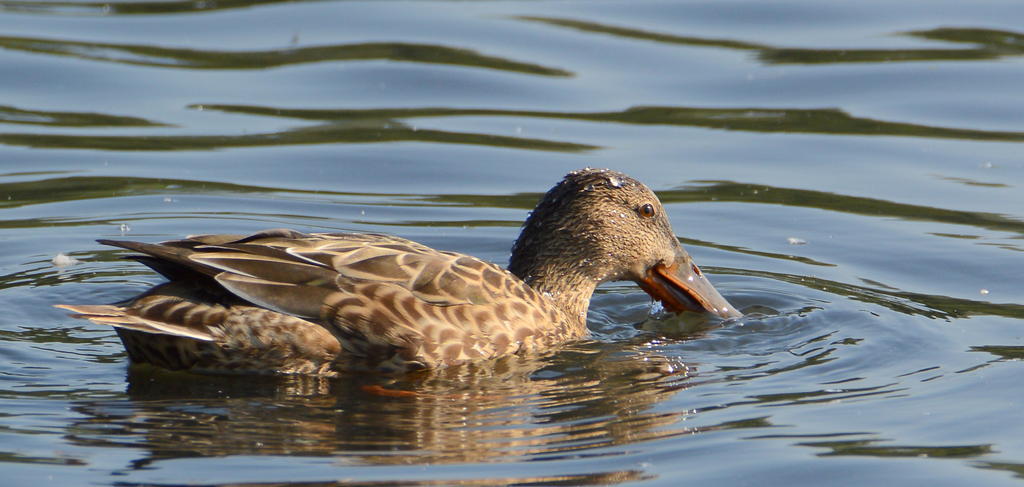 DSC_0254.jpg