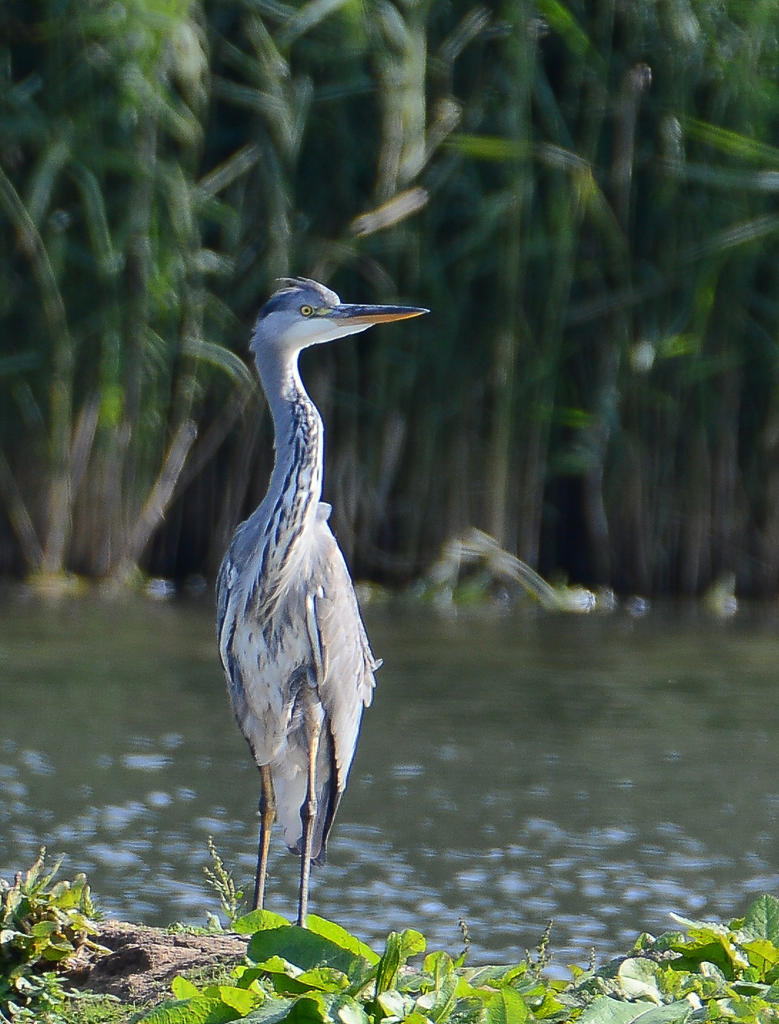 DSC_0255.jpg