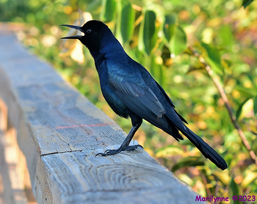 DSC_0256_001.JPG