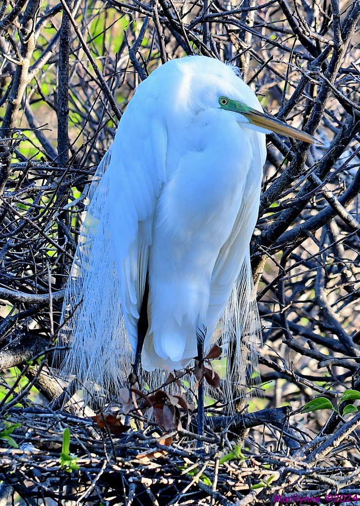 DSC_0256_001.JPG