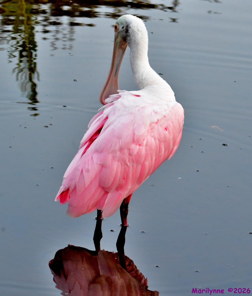 DSC_0257_001.JPG