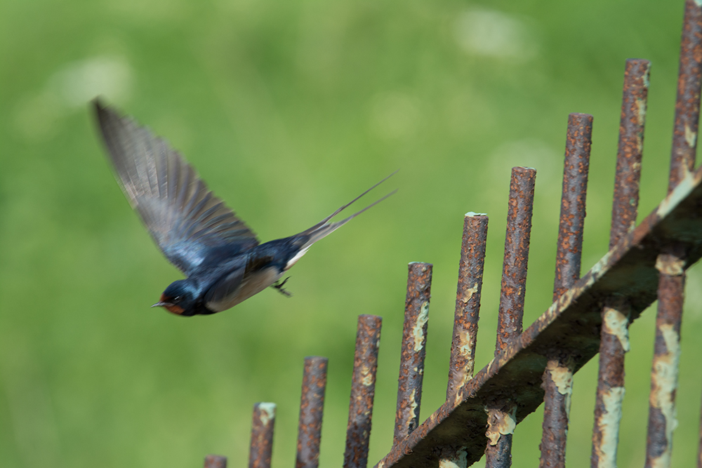 DSC_0258.jpg