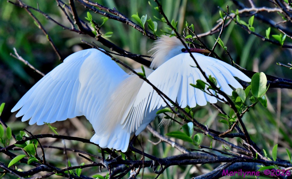 DSC_0259_001.JPG