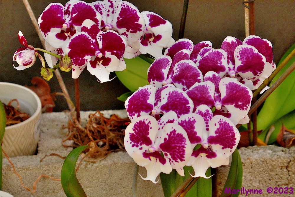 DSC_0260_001.JPG