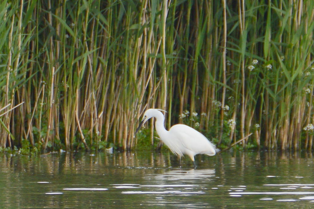 DSC_0261.jpg