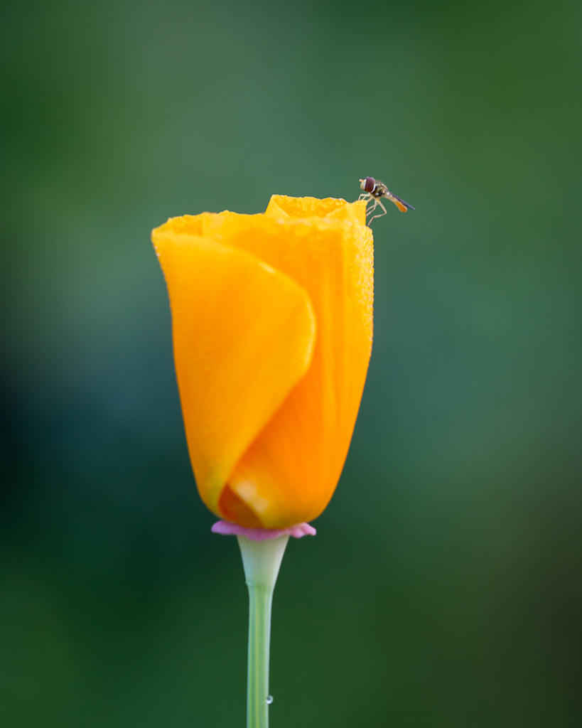 DSC_0261.jpg