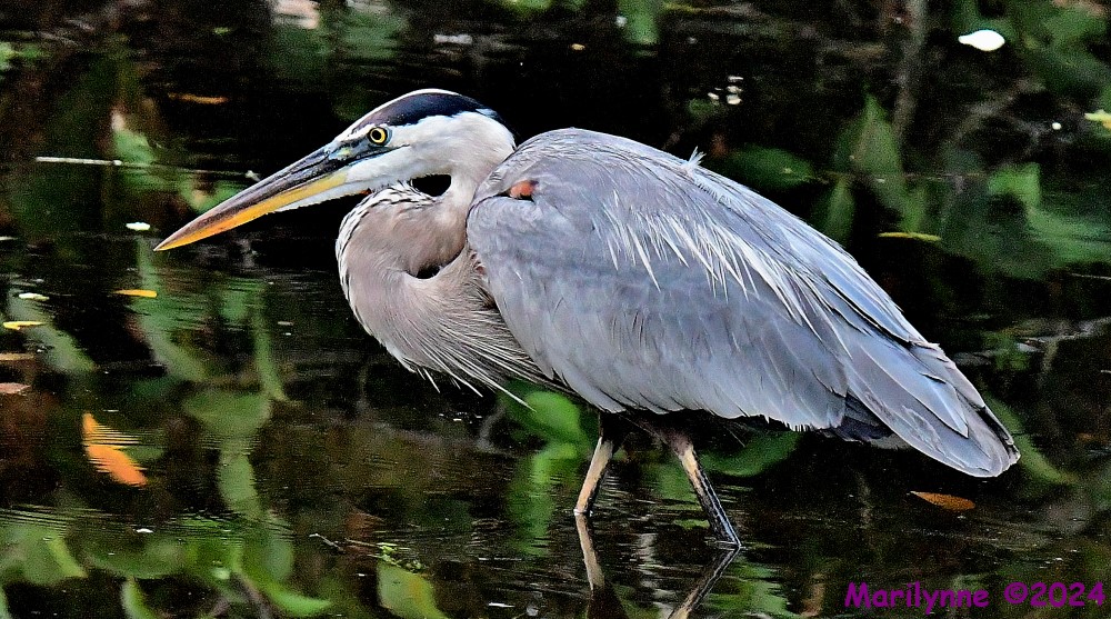 DSC_0261_001.JPG