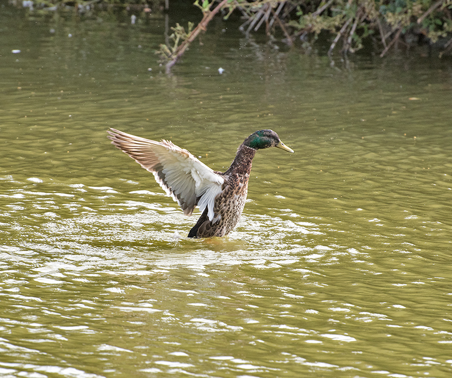 DSC_0263.jpg