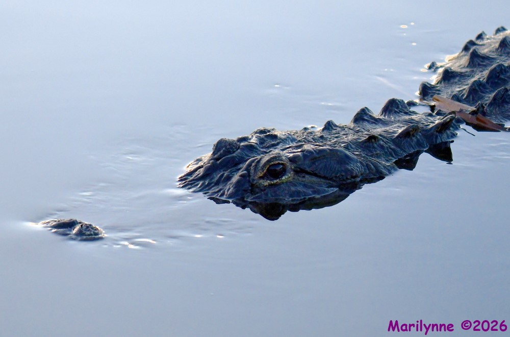 DSC_0263_001.JPG