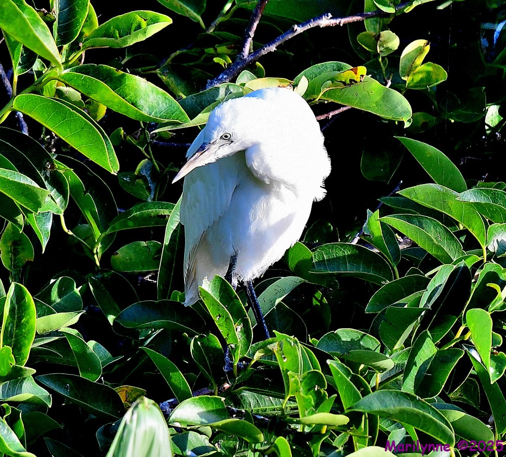 DSC_0264_001.JPG