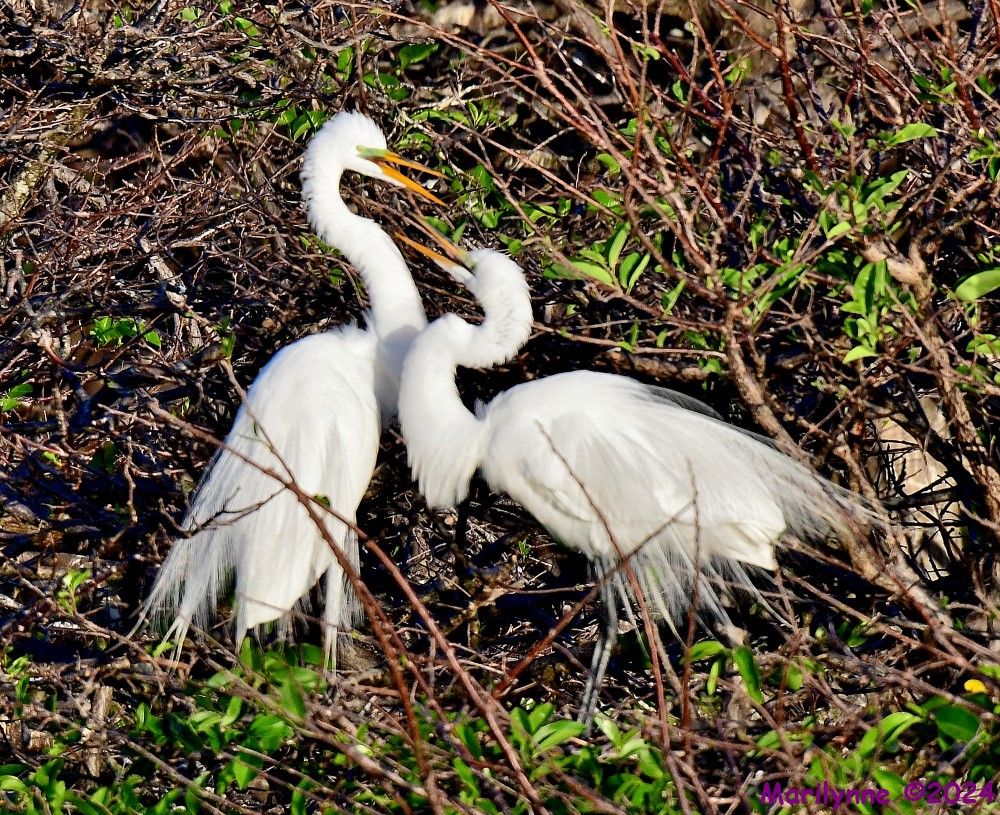 DSC_0267_001.JPG