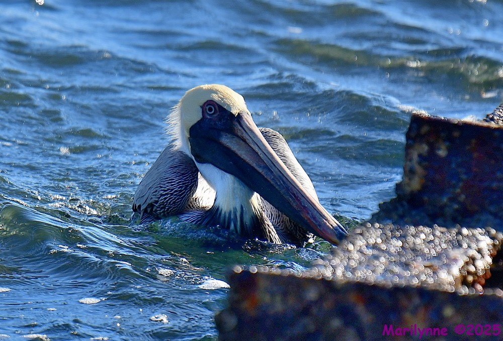 DSC_0267_001.JPG