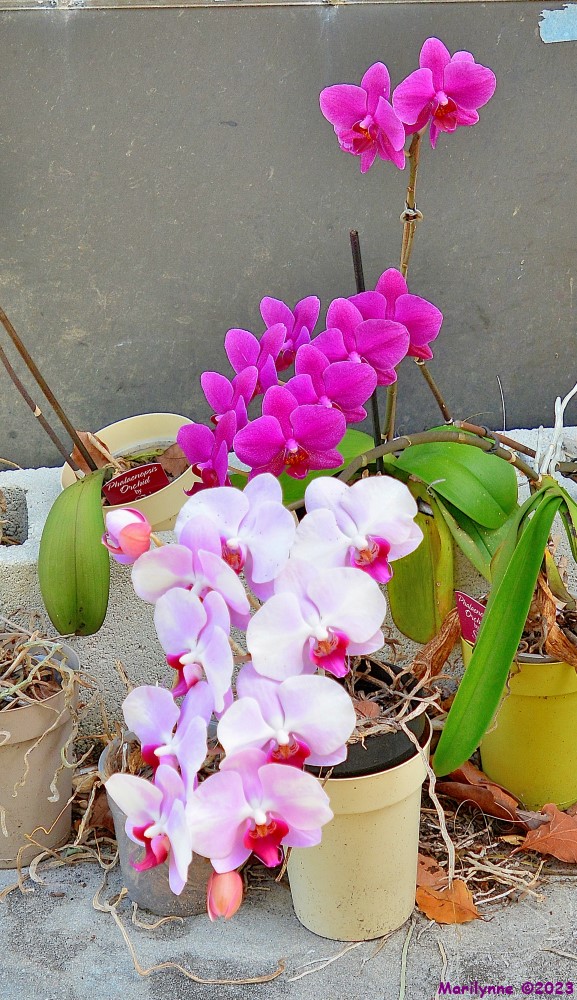 DSC_0269_001.JPG