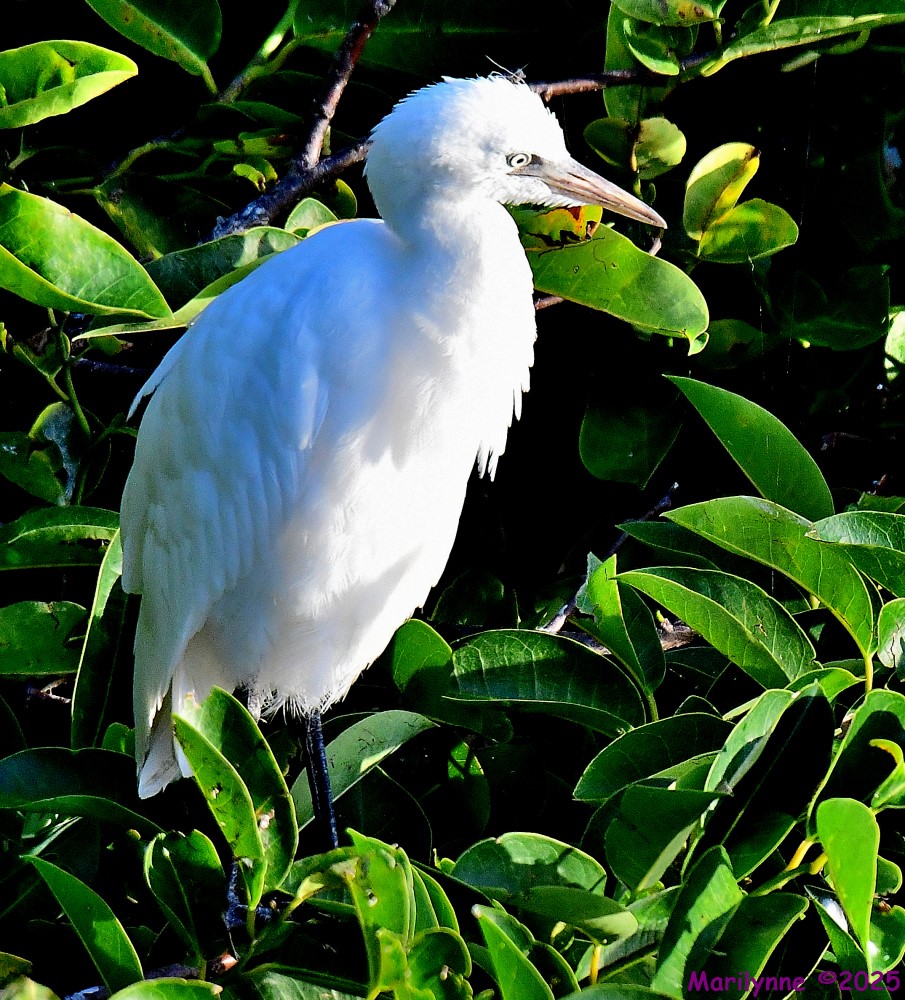 DSC_0269_001.JPG