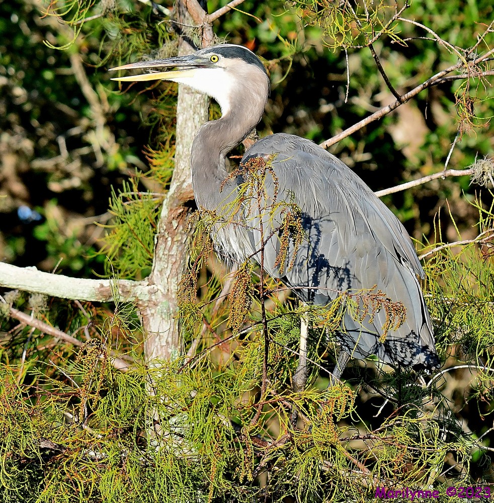 DSC_0271_001.JPG