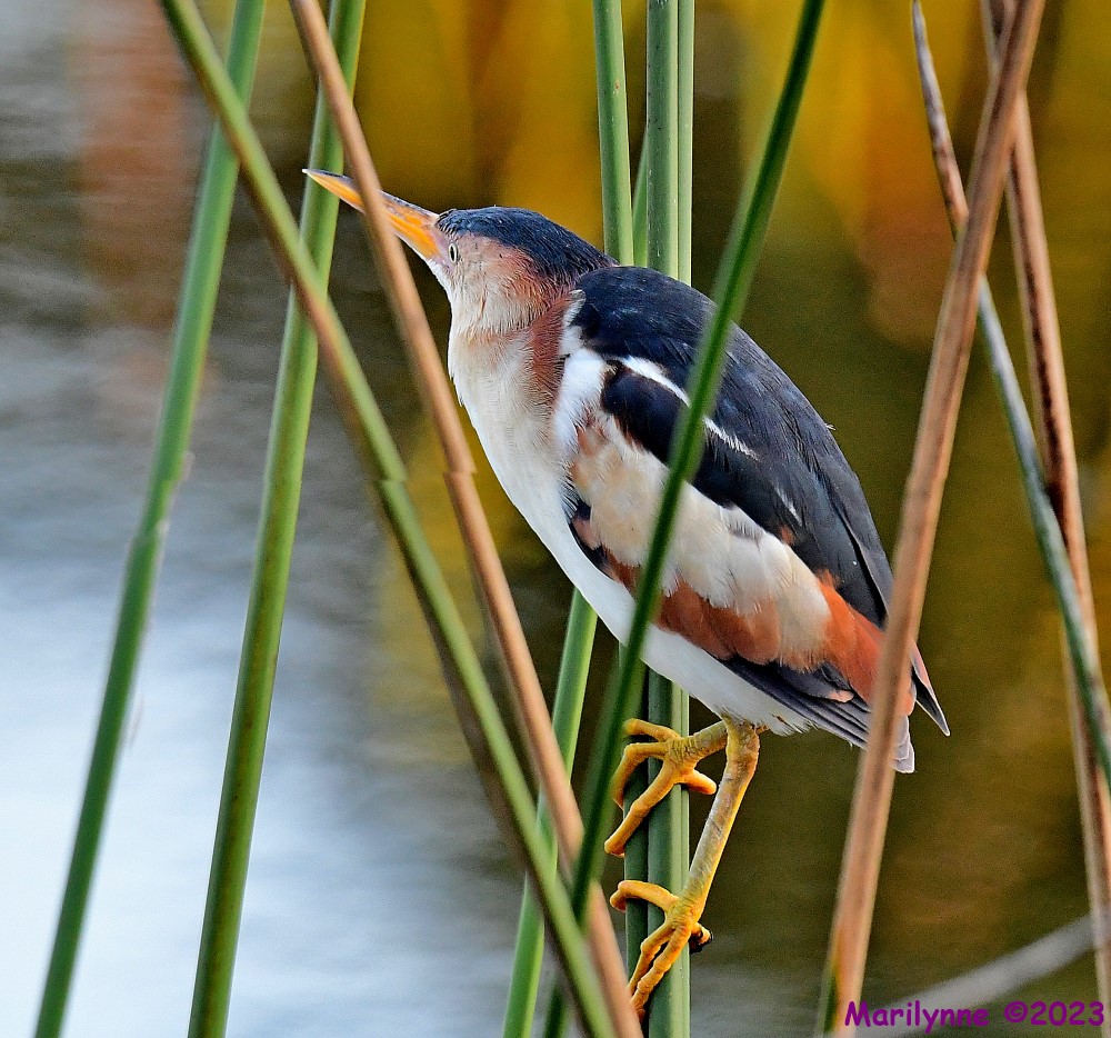 DSC_0271_stitch_001.JPG