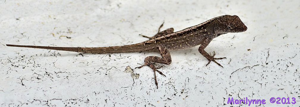 dsc_0272_615.jpg