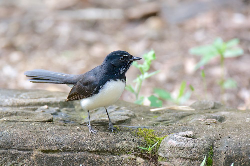 DSC_0273.jpg