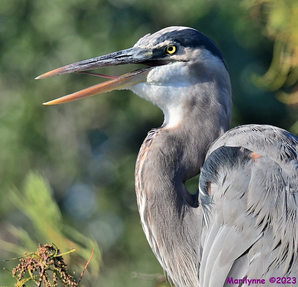 DSC_0273_001.JPG