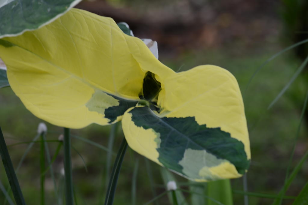 DSC_0277.jpg