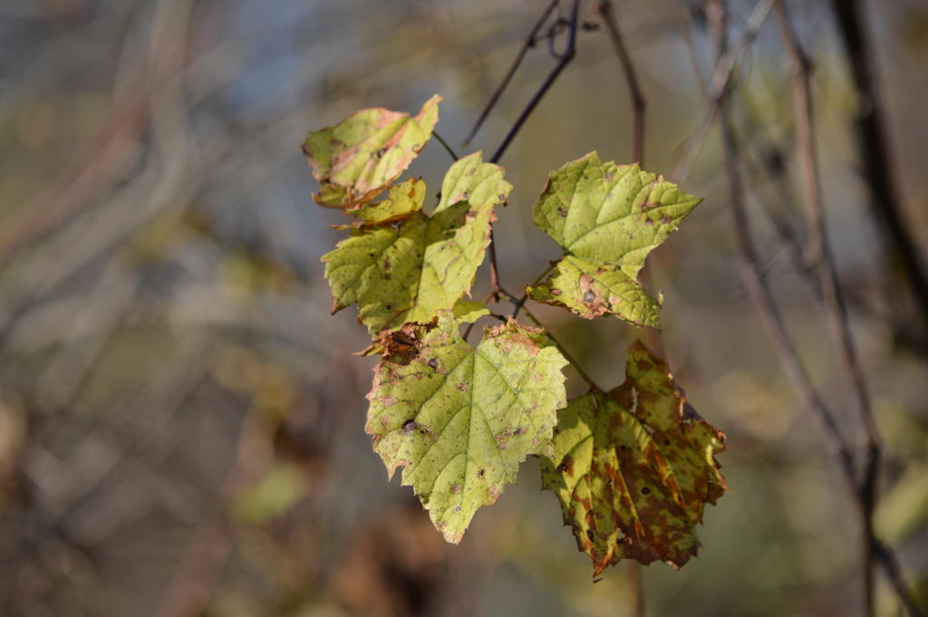 DSC_0278.jpg
