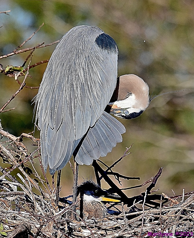 DSC_0278_001_001.JPG