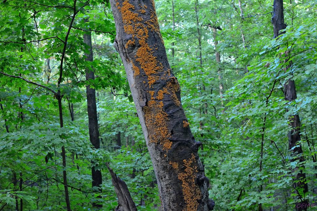 DSC_0280 nxd.jpg