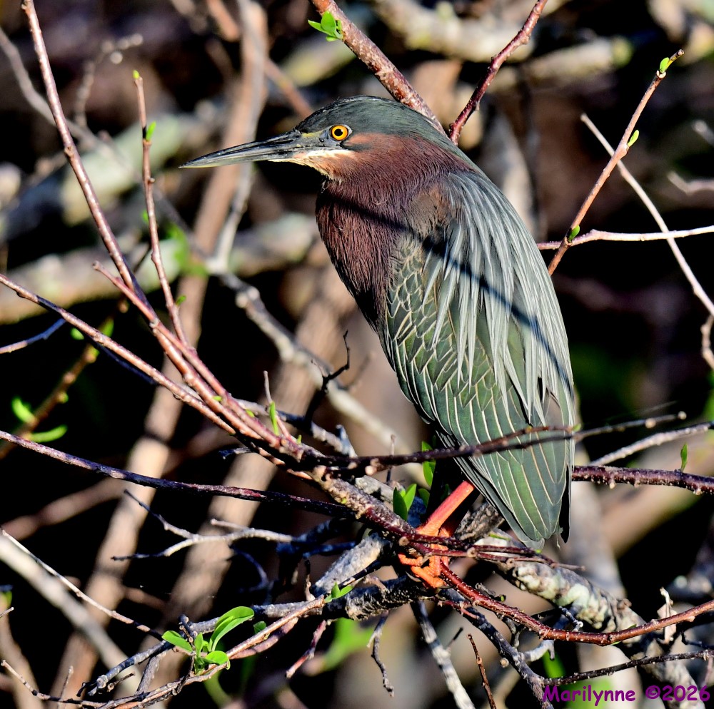 DSC_0280_001.JPG