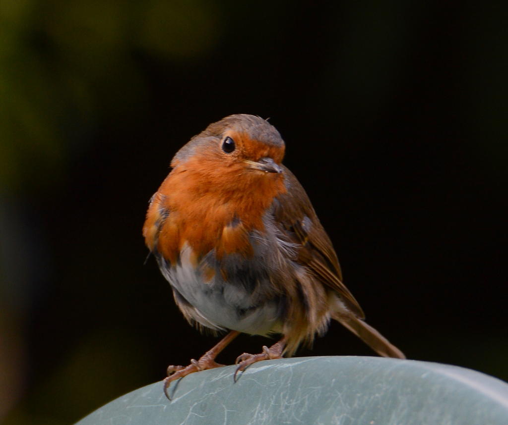 DSC_0283.jpg
