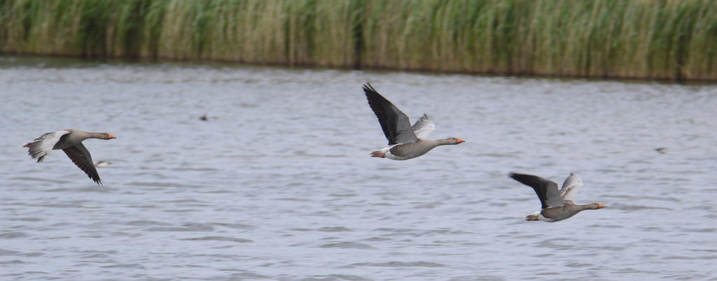DSC_0284.jpg