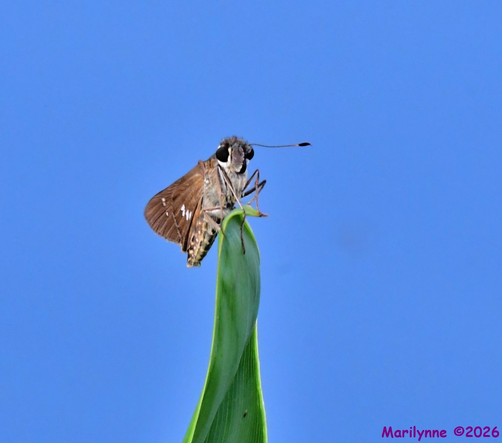 DSC_0285_001.JPG