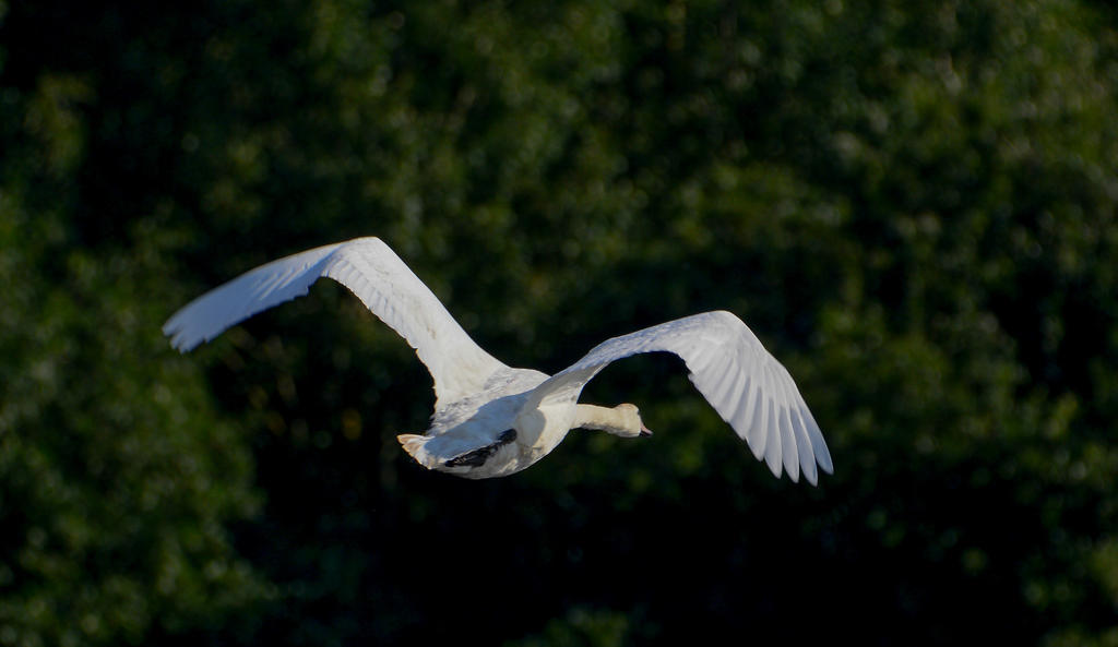 DSC_0287.jpg