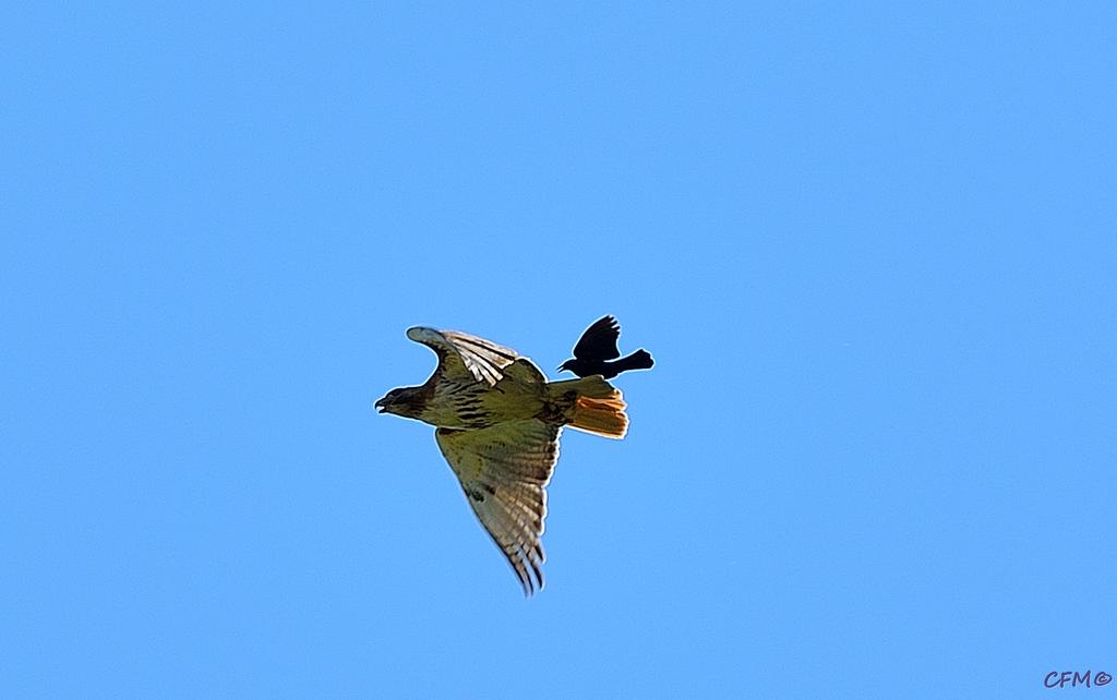 DSC_0287 nxd.jpg