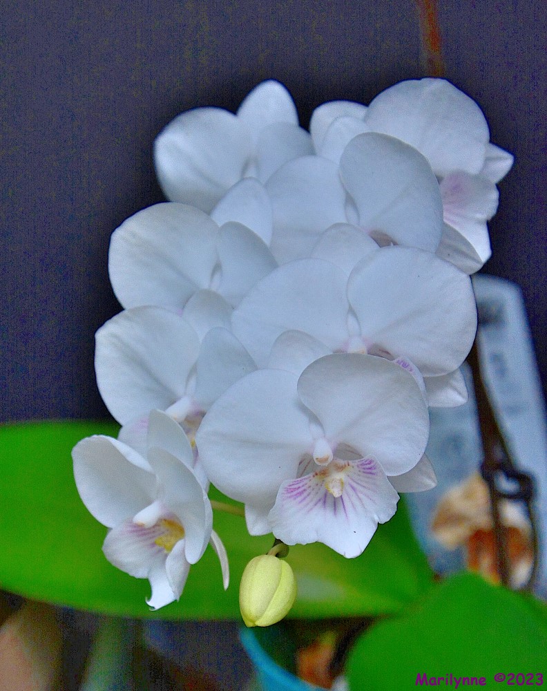 DSC_0287_001.JPG